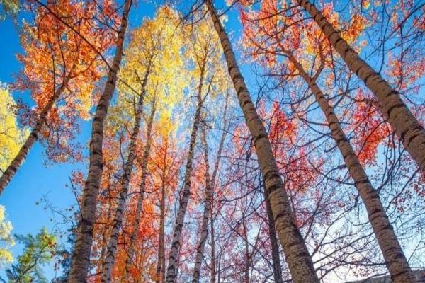 新疆秋天几月份最美
