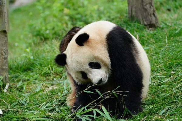 2023年9月9日大熊猫“武林”“盟盟”已抵达武汉动物园
