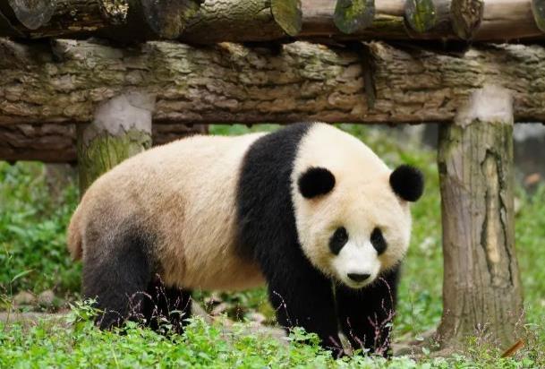 武漢動物園2024門票價格