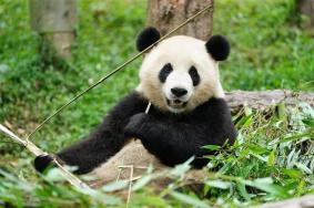 武汉动物园熊猫馆开馆时间2023