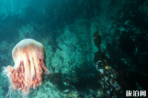 科苏梅岛有哪些潜水圣地