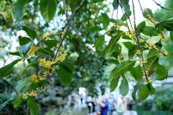 重庆看桂花去哪里最好