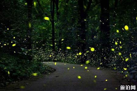 南京哪里可以看到萤火虫 南京萤火虫种类有哪些