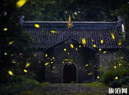 南京哪里可以看到萤火虫 南京萤火虫种类有哪些