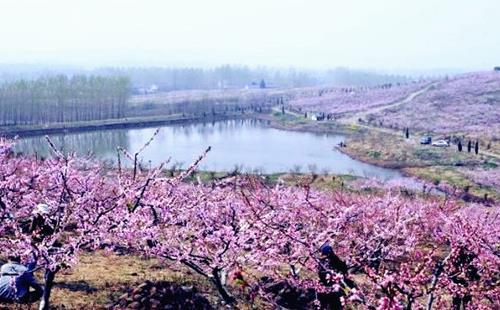 南京六合竹镇桃花岛赏花攻略(地址+花期+交通指南联系方式)