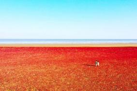 东营红滩湿地旅游区游玩攻略-门票价格-景点信息