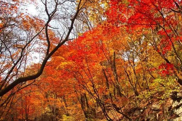 鞍山的枫叶景区有哪些地方