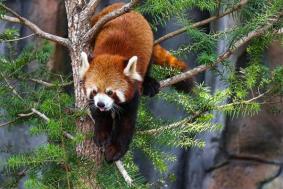 2023武汉动物园门票多少钱一张 附优惠政策