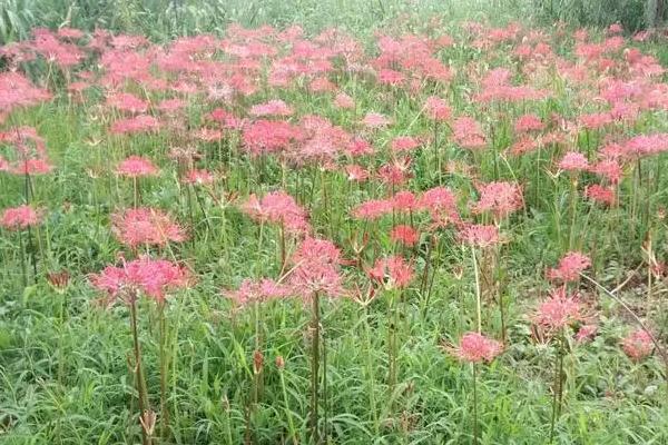 9月西安哪里有花海可以看