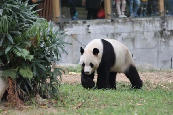 深圳有大年夜熊猫的植物园正在那里