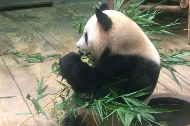 深圳有大年夜熊猫的植物园正在那里