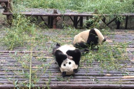 成都熊猫基地如何预约