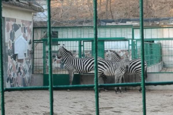 保定市動物園門票優惠政策