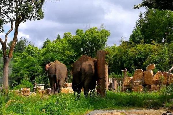 9月25日-10月6日國慶期間1.5米以下兒童0元游上海野生動物園