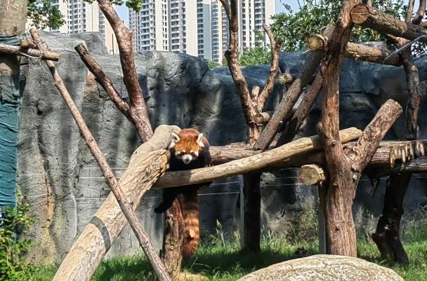 武漢動物園一日游最佳路線