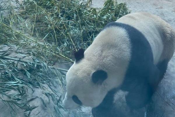 石家莊動物園大熊貓叫什么名字