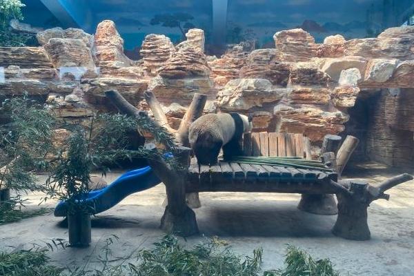 石家莊動物園大熊貓叫什么名字