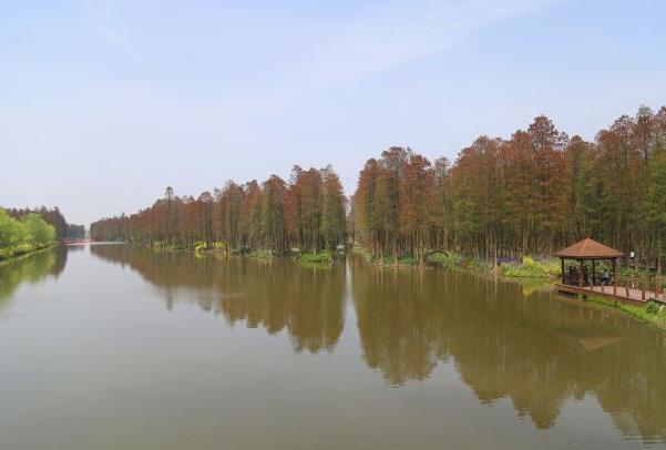 泰州什么地方有紅葉 看楓葉的地方推薦