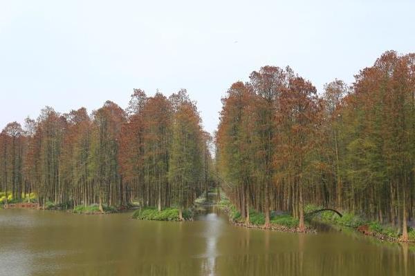 泰州什么地方有紅葉 看楓葉的地方推薦