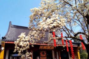 2024法喜寺御守在哪里买