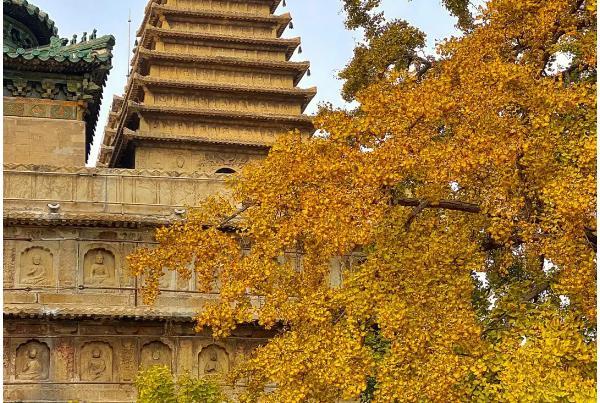 北京哪里有银杏树旅游景点 银杏十大最佳观赏地