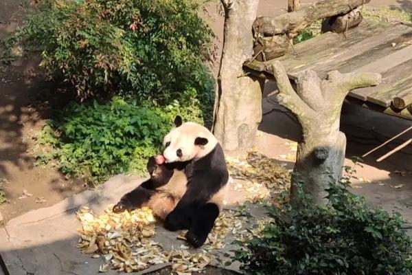 重庆动物园熊猫馆新馆参观指南
