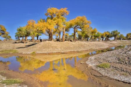 黑城弱水胡杨林景区游玩攻略-门票价格-景点信息