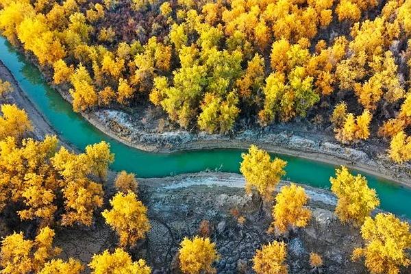 新疆有哪些地方可以看胡杨林