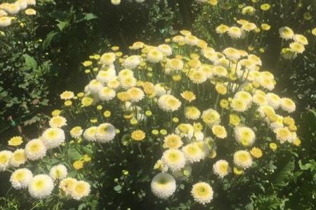 婺源菊花什么时候开