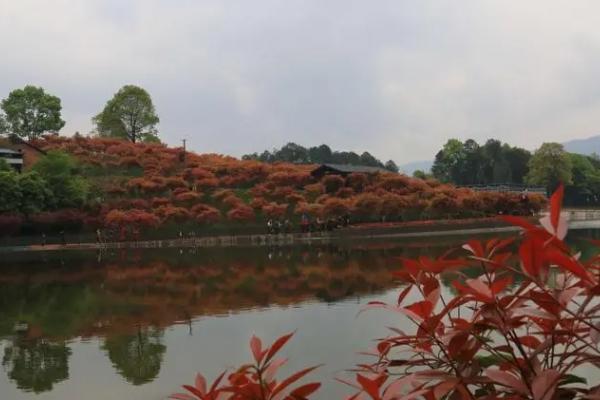 重慶看紅葉的地方有哪些