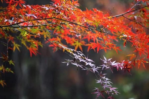 武漢秋天去哪里玩 武漢秋天最美的地方