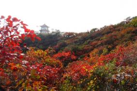 北京賞紅葉十大絕佳去處