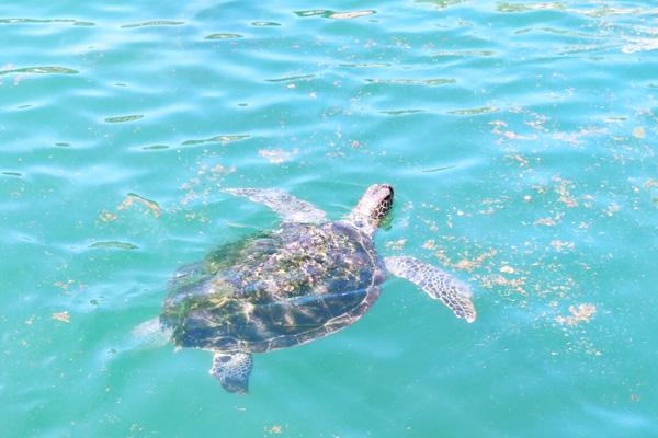惠州海龟湾游玩攻略 附一日游路线