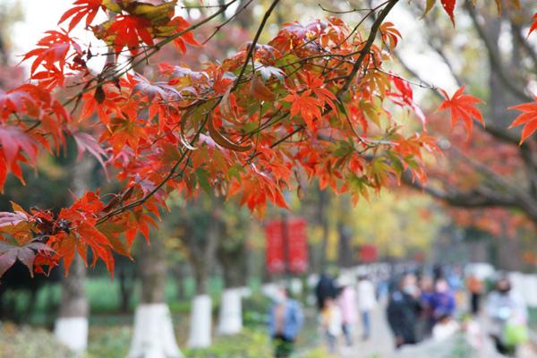 2023南京观赏枫叶的最佳时间及地点