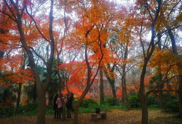 南京秋天景色最美的地方有哪些