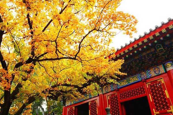 2023北京秋天最美的地方是哪里