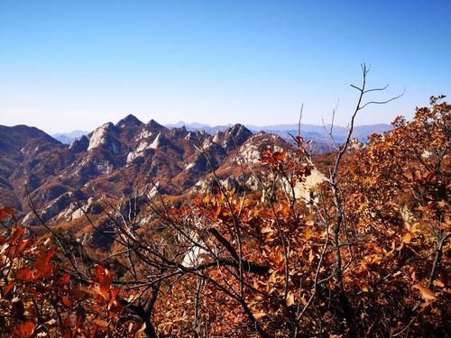 2023北京云受山白叶最好没有雅赏期