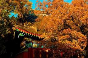 2023香山公园红叶什么时候红