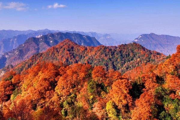 光霧山紅葉紅了嗎 2024光霧山紅葉最佳時間