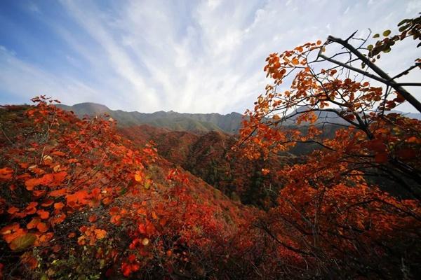 王屋山紅葉什么時(shí)間好看2023