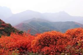 2023嵩山红叶最佳观赏路线