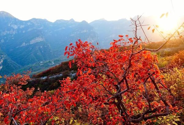 2023北京观赏红叶的最佳地点和时间