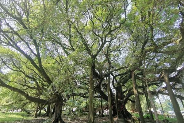 大榕樹景區有什好玩的地方