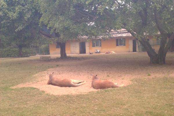 南寧動物園地址在哪里 坐什么車可以到