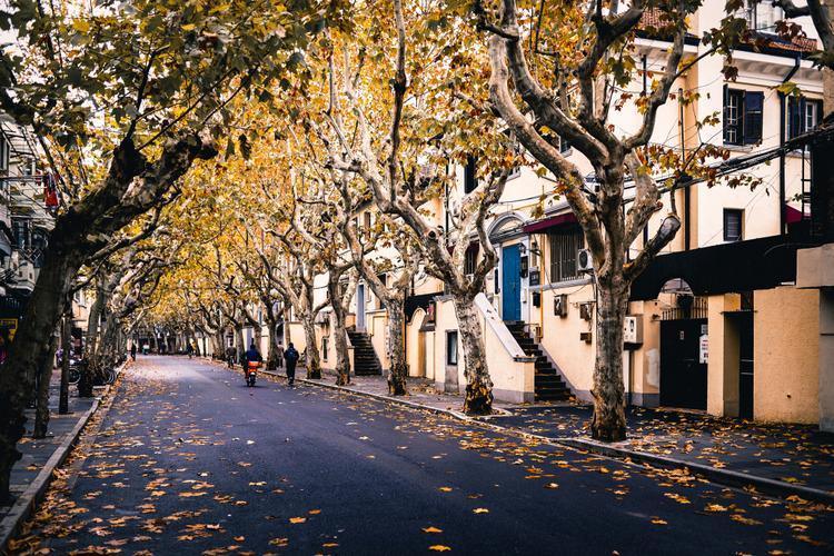 上海秋天最美的马路