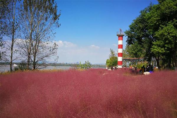 2023南京的粉黛花海在哪里