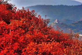 2023北京香山公园红叶什么时候能看