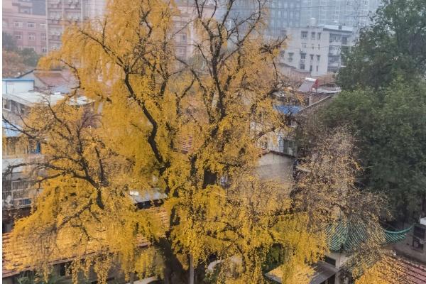 武汉哪里有银杏树旅游景点