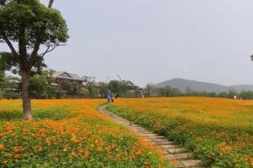 无锡秋季赏花去哪里