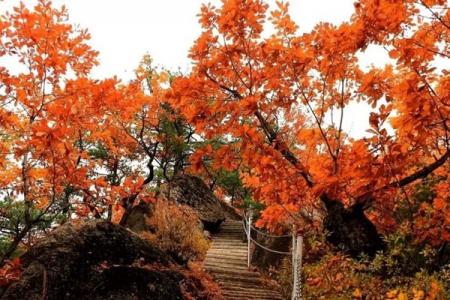 清河悬羊岭景区旅游攻略-门票价格-景点信息